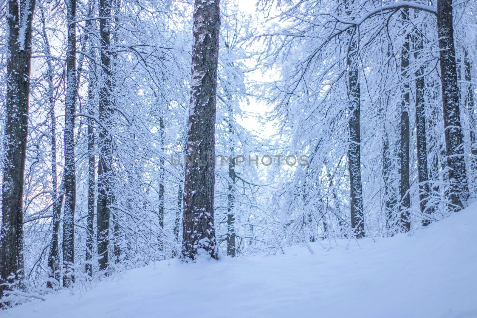 Winter Forest covered White Snow. Beautiful Nature Landscape of Christmas Season