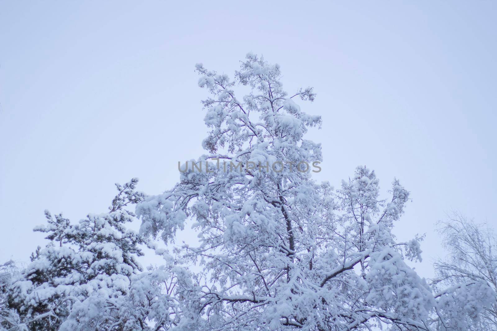 Tree Covered Snow under White Winter Sky. Beautiful Nature Landscape.