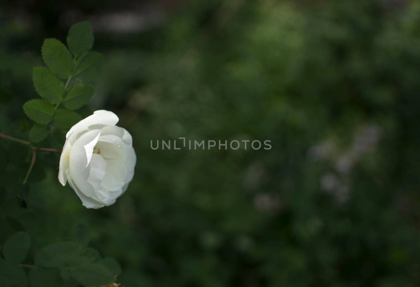 white roseship flower on a dark green background. Card with space for text. High quality photo