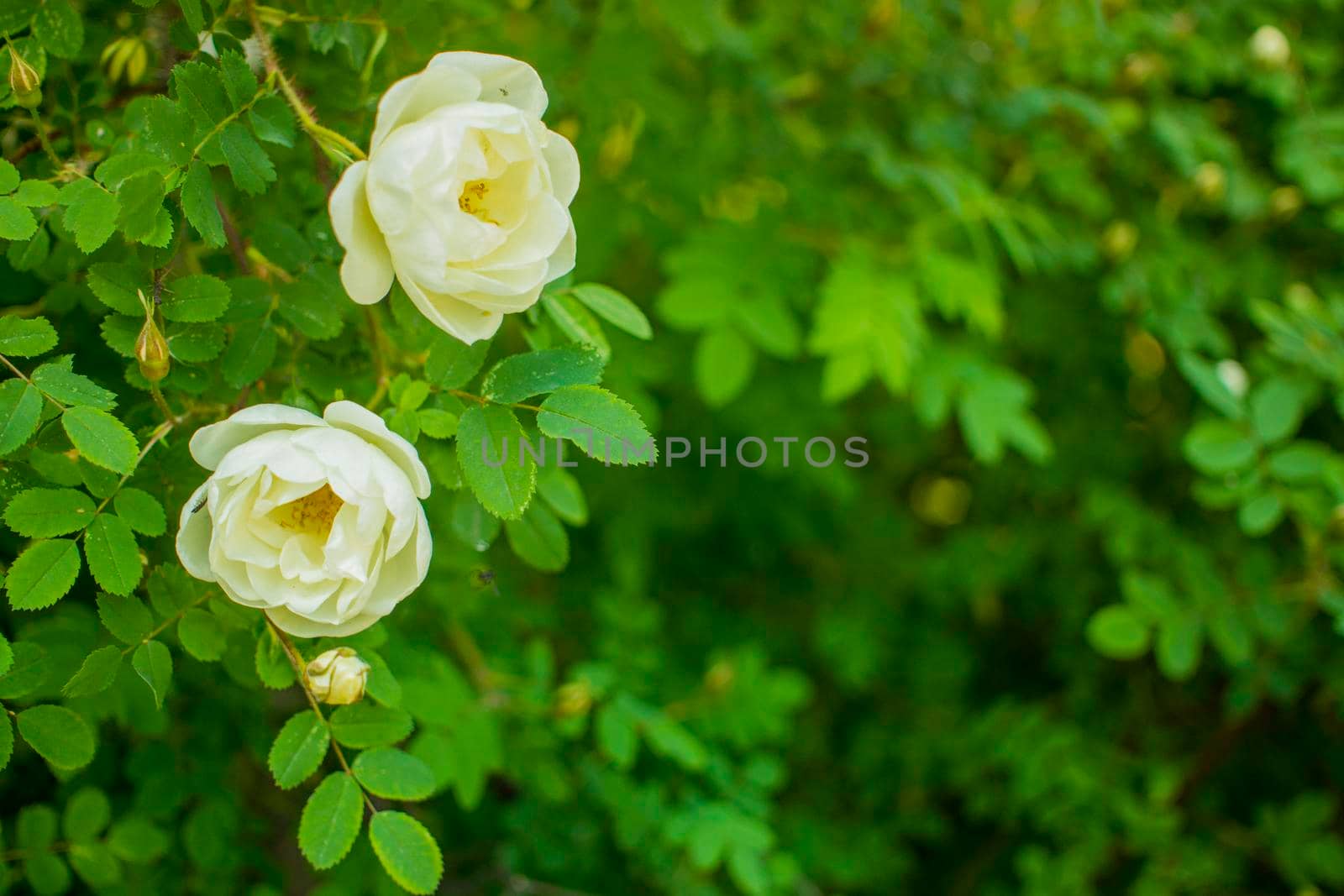 white roseship flower on a dark green background. Two flowers in a pair. Together. The concept of a tender wedding. Card with space for text. High quality photo