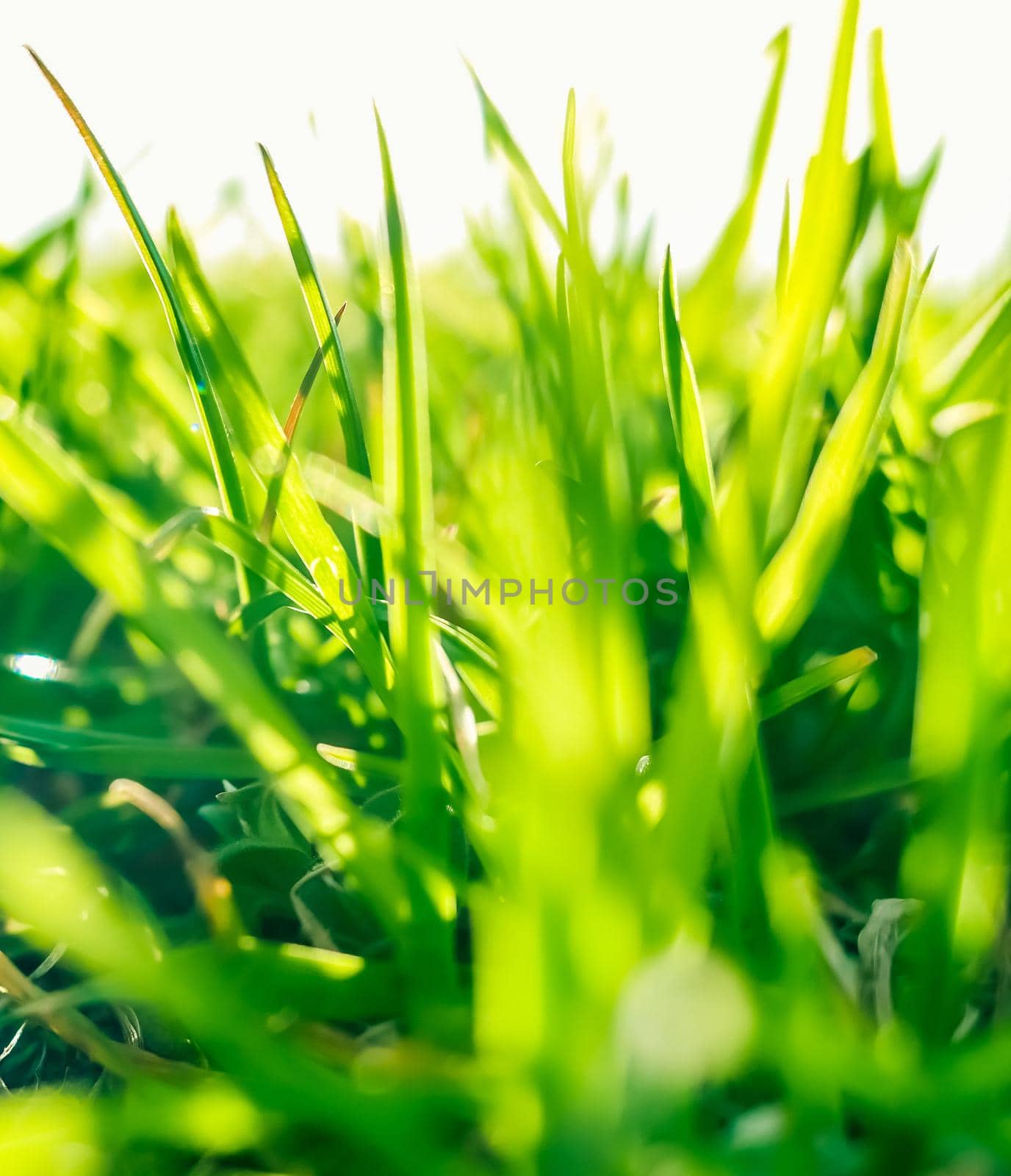 Earth landscape, growth and natural environment concept - Fresh grass and sunny blue sky on a green field at sunrise, nature of countryside