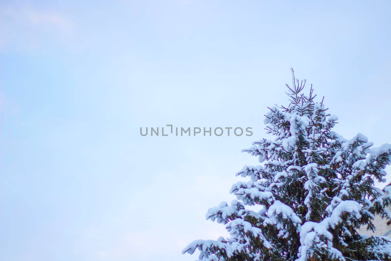 Fir Tree Covered Snow Close up. Winter Nature Landscape with Copy Space