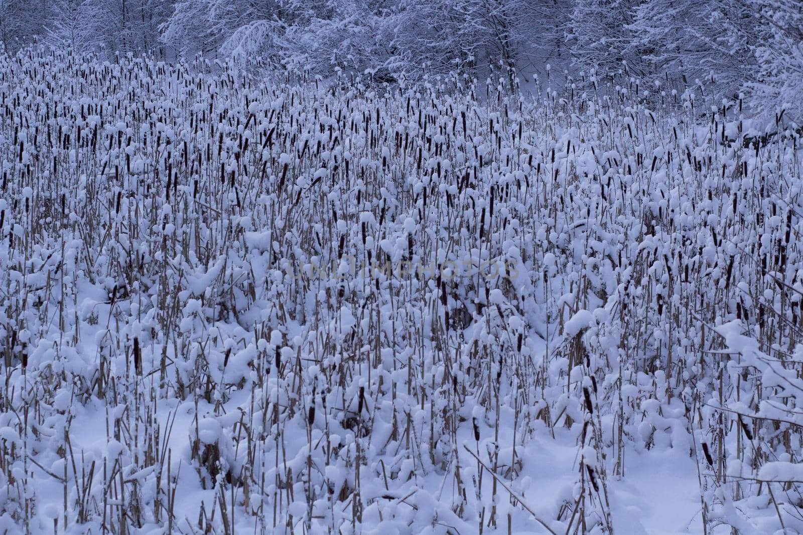Field of Cattail in Winter Forest Covered Snow