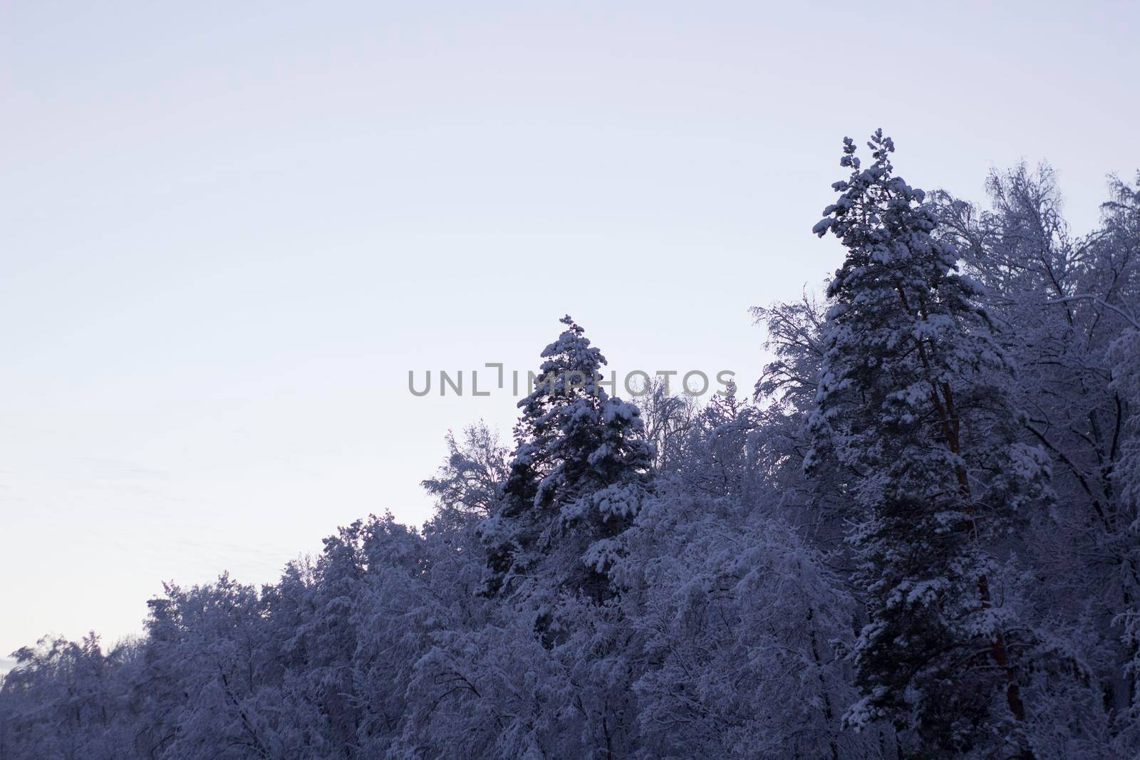 Snowy Forest. Winter Nature Landscape with White and Black Copy area.