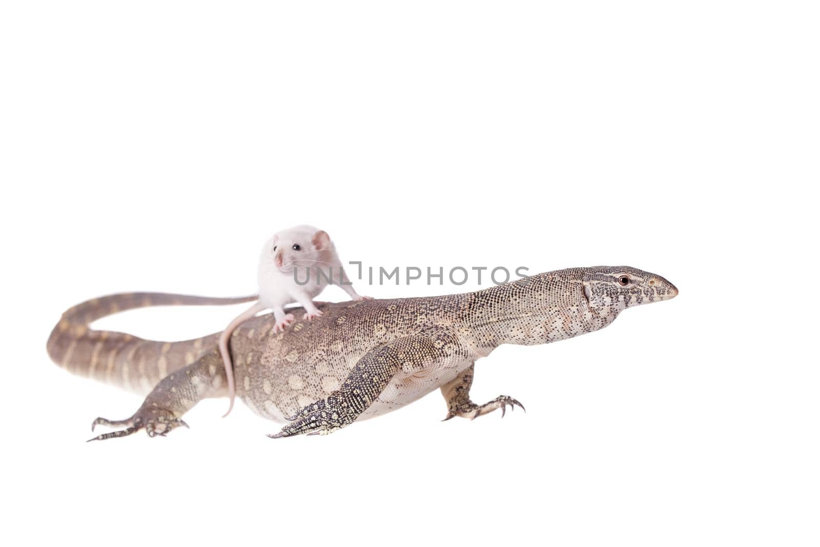 Nile monitor on white background by RosaJay