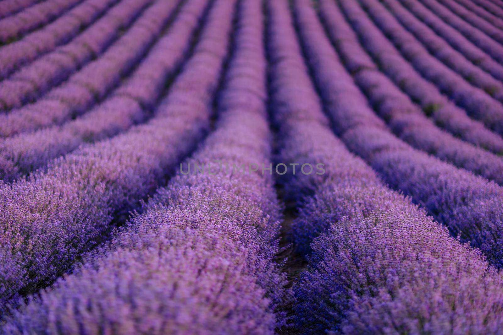 Lavender flower blooming scented fields in endless rows. by Matiunina