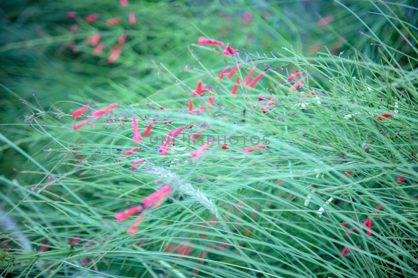 Russelia equisetiformis, the fountainbush, firecracker plant, coral plant, coral fountain, coralblow or fountain plant, is a species of flowering plant in the family Plantaginaceae