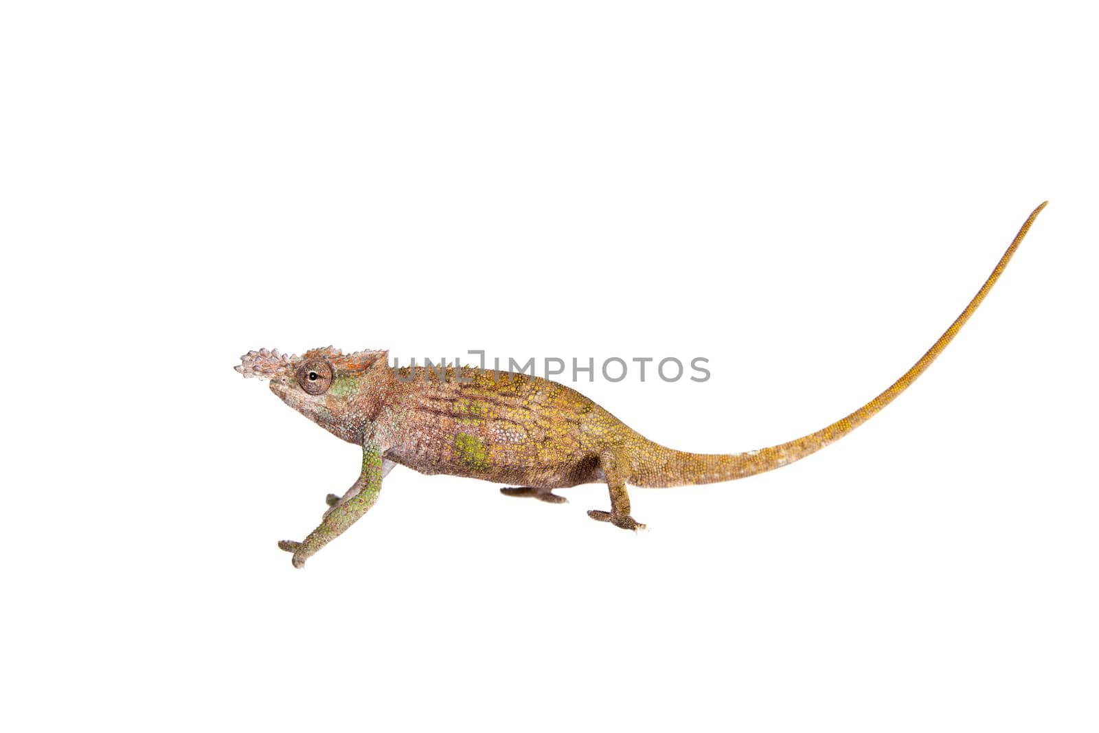 Boehme's chameleon, kinyongia boehmei, isolated on white background
