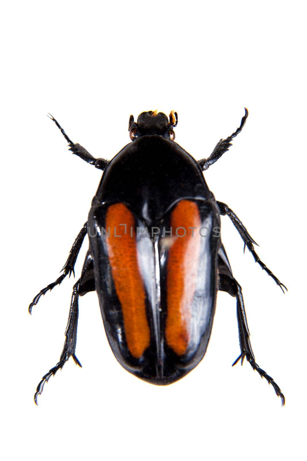 Spotted beetle in museum isolated on the white background