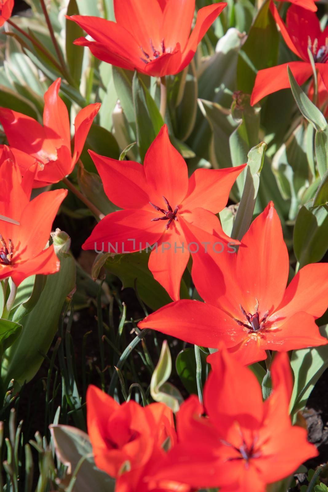 flower bed flower with bright orange tulips and green leaves on a sunny spring day contrasting light. High quality photo