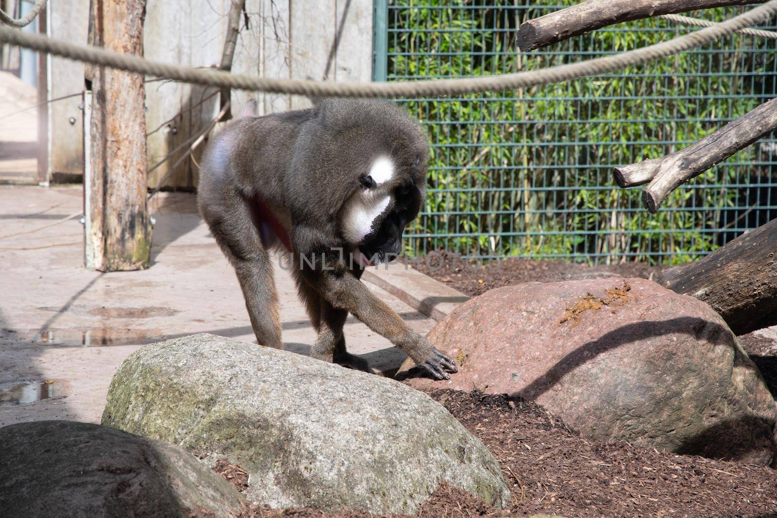 colorful mandril dril monkey with a black muzzle and a blue-pink rainbow booty in the green zoo wuppertal germany, in an aviary behind glass. High quality photo