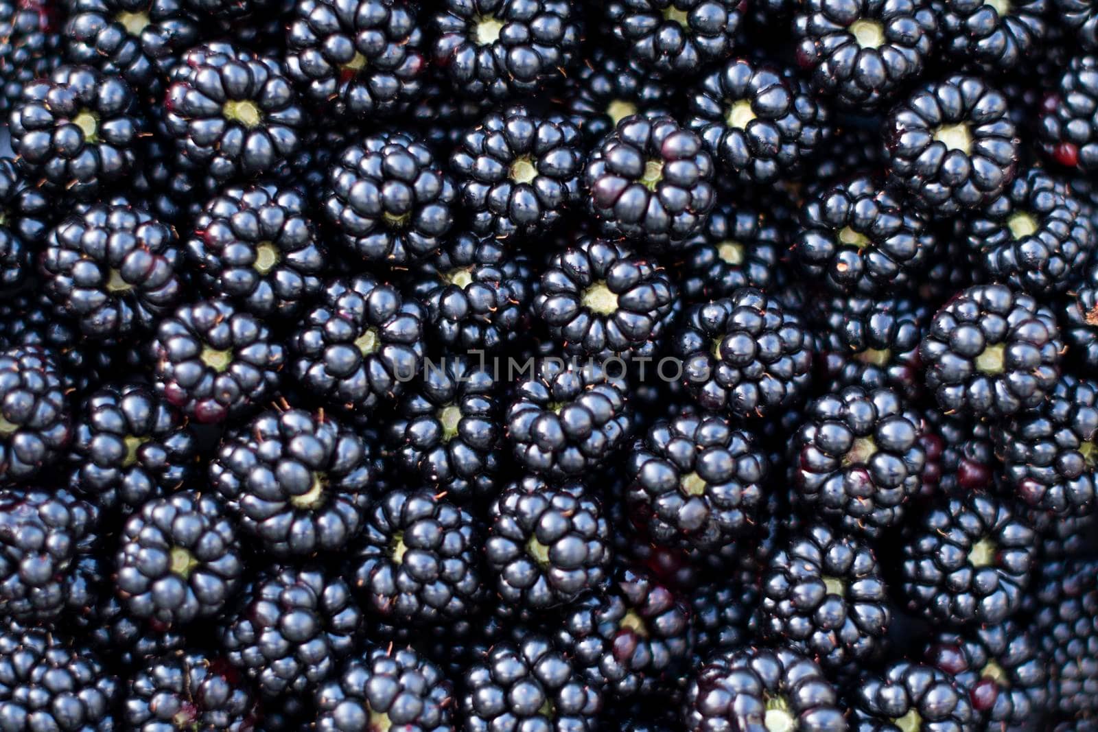 Background from fresh Blackberries, close up. Lot of ripe juicy wild fruit raw berries lying on the table. Top view, Flat lay. High quality photo