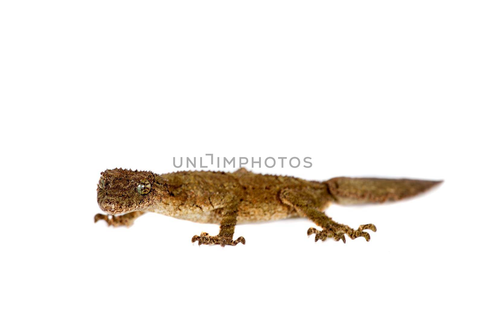 Southern leaf-tailed gecko, Saltuarius swaini, isolated on white background