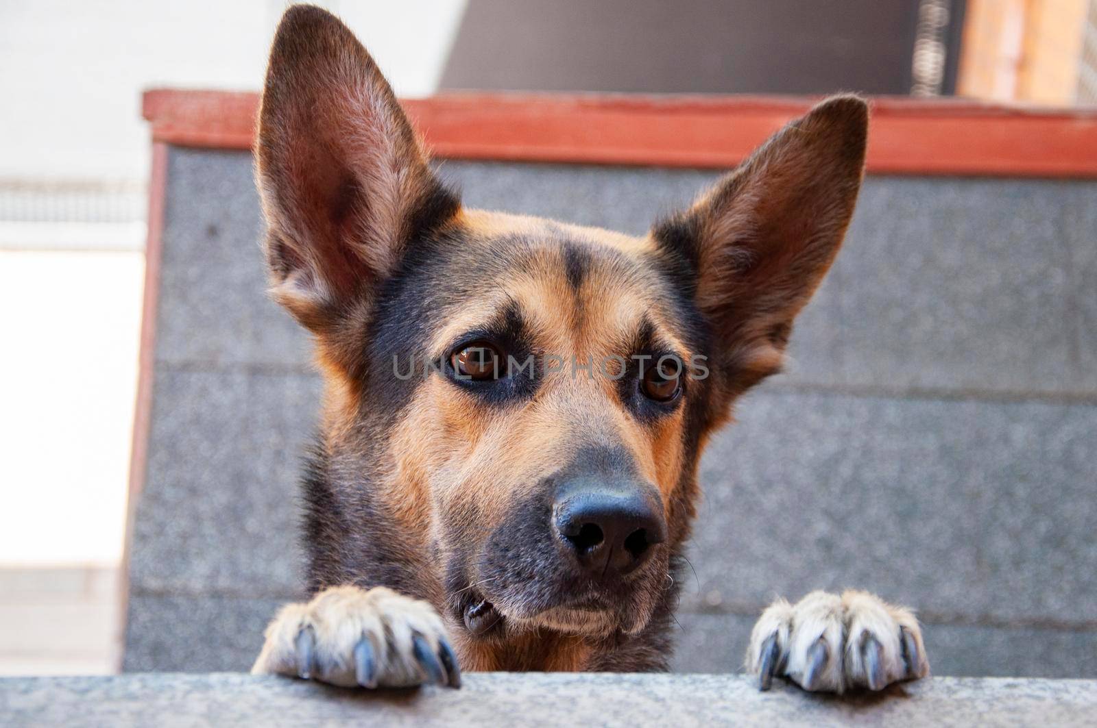 cute dog with long ears standing on two legs and looking away searching or waiting for his owner. Pets outdoors