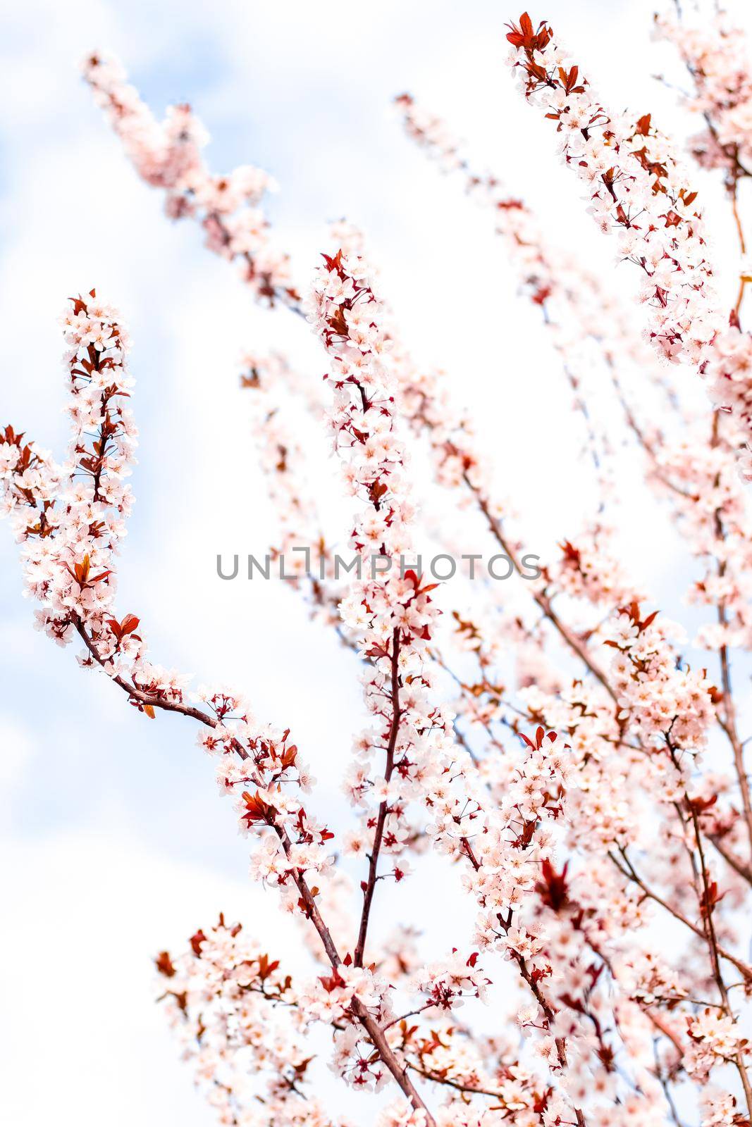 Floral blossom in spring, pink flowers as nature background by Anneleven