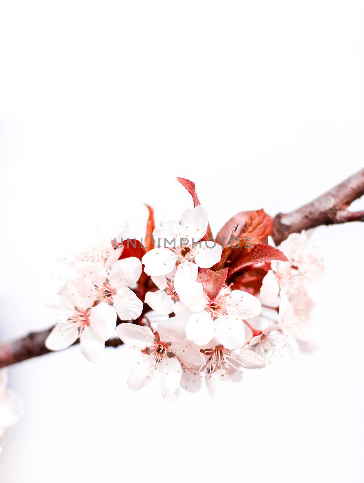 Botanical beauty, dream garden and natural scenery concept - Floral blossom in spring, pink flowers as nature background