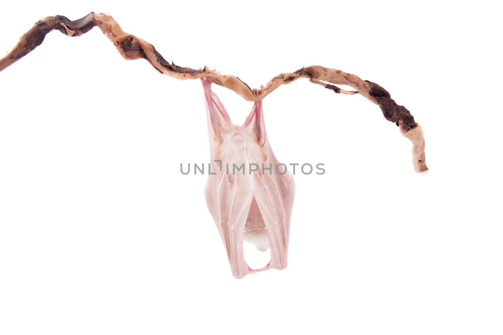 Egyptian fruit bat or rousette, Rousettus aegyptiacus. on white background