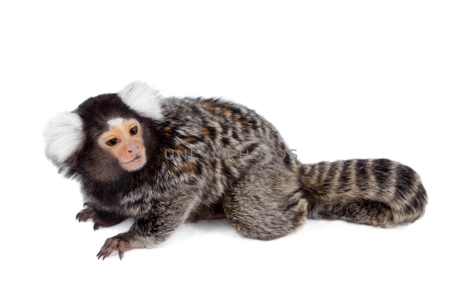 The common marmoset on white by RosaJay