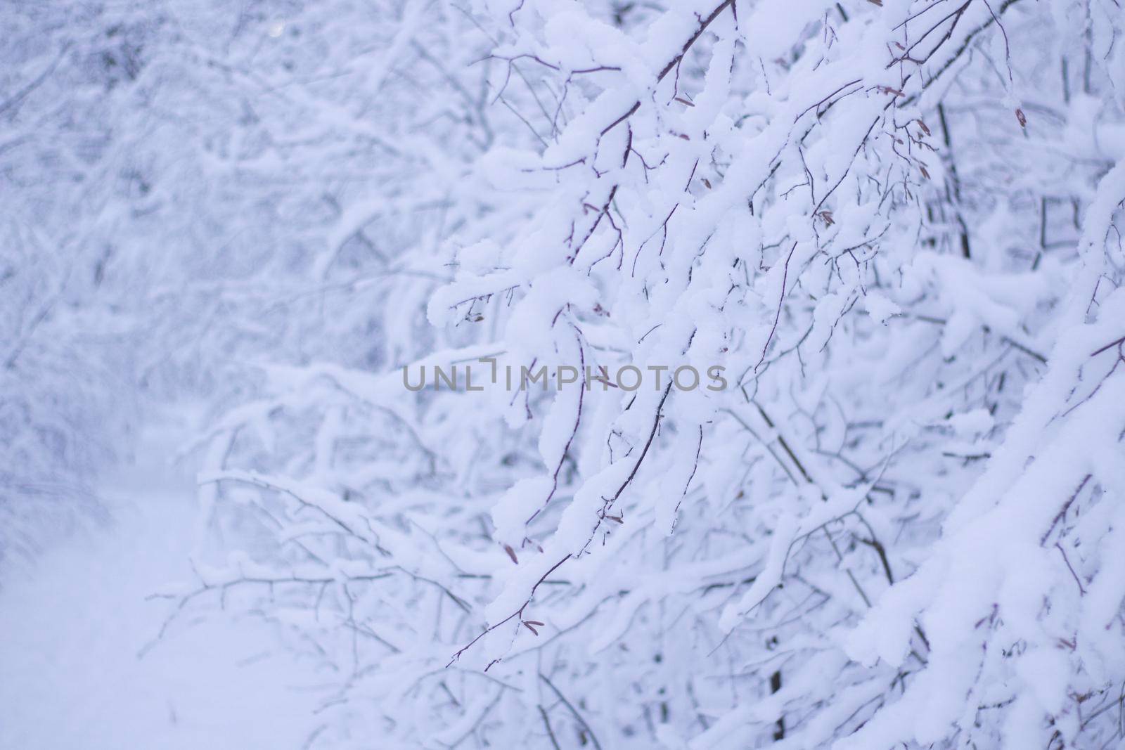 Branches of Trees Covered White Clean Snow. Beautiful Winter Forrest Nature Landscape.