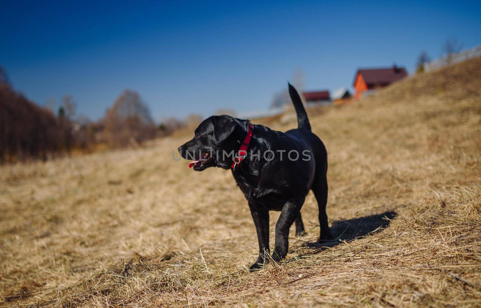 White labrador retriever dog on a walk. Dog in the nature. Senior dog behind grass and forest by Hitachin