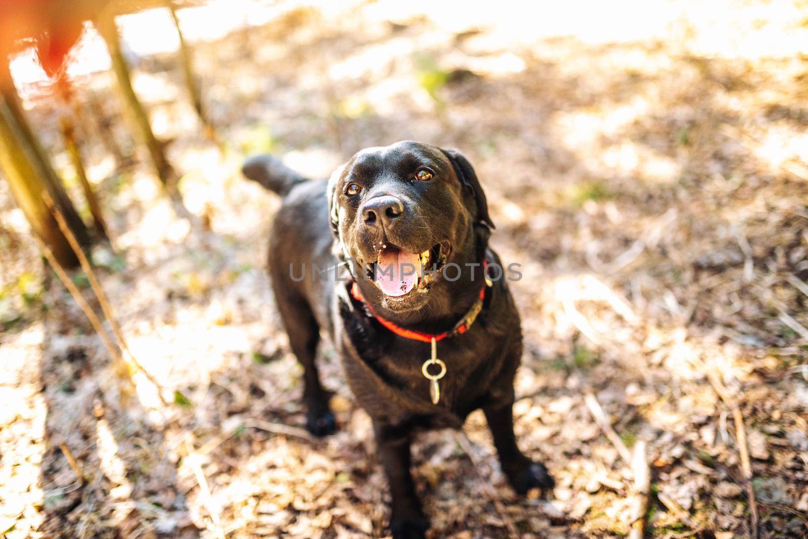 Black labrador retriever dog on a walk. Dog in the nature. Senior dog behind grass and forest by Hitachin