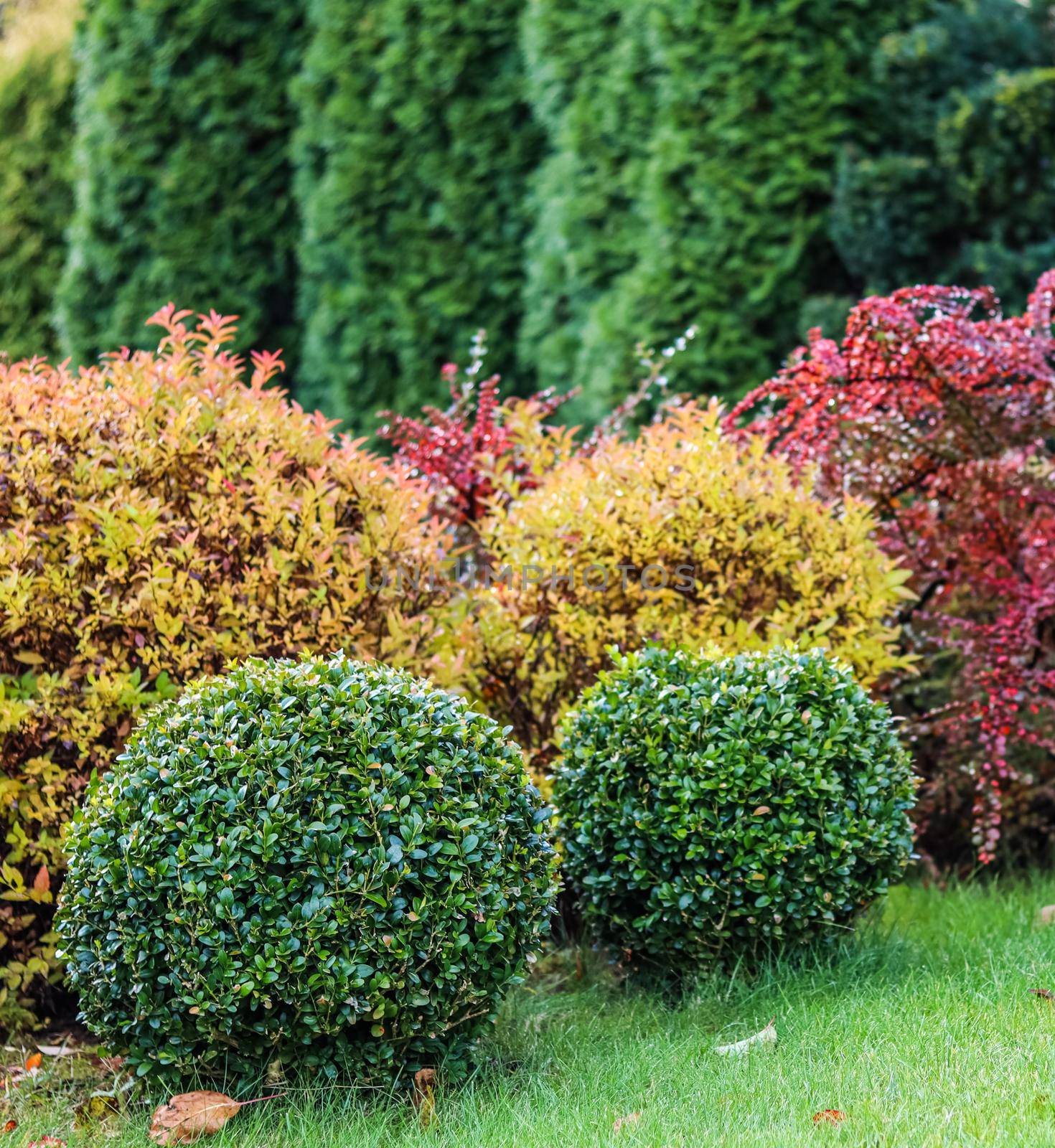 Landscape garden design with green lawn, colorful ornamental shrubs and shaped boxwoods in autumn. Gardening concept.