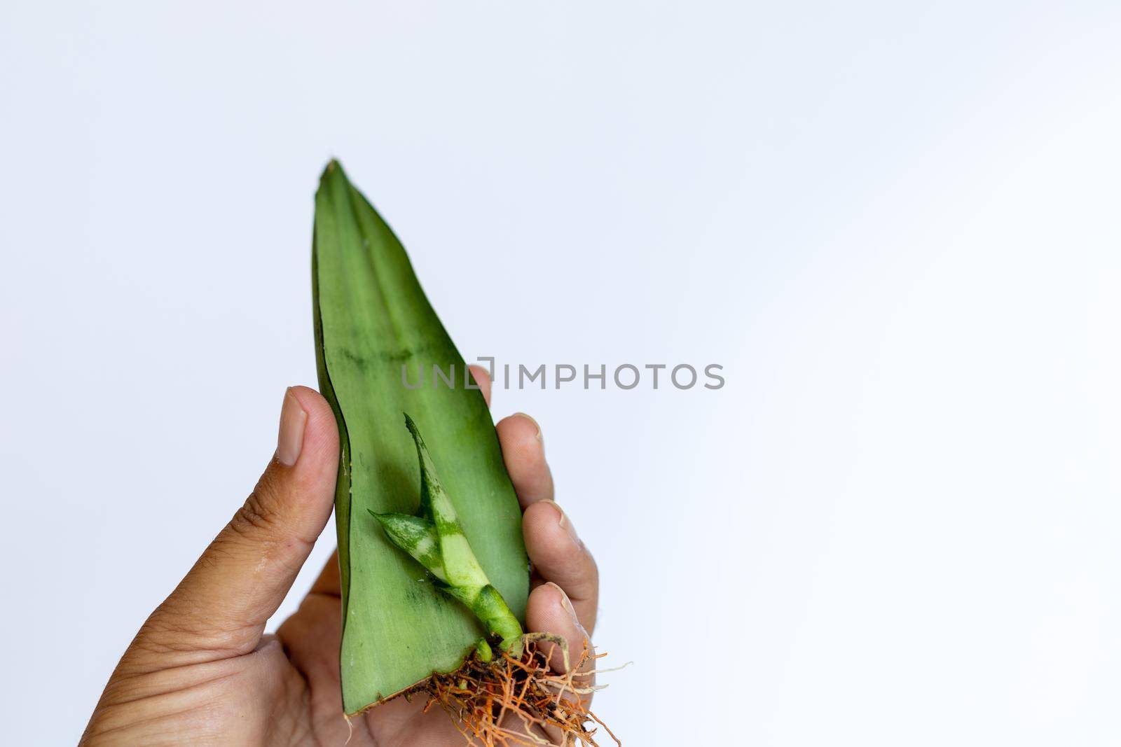 Moon shine snake plant propagation by single leaf on isolated white background and selective focus by Bilalphotos