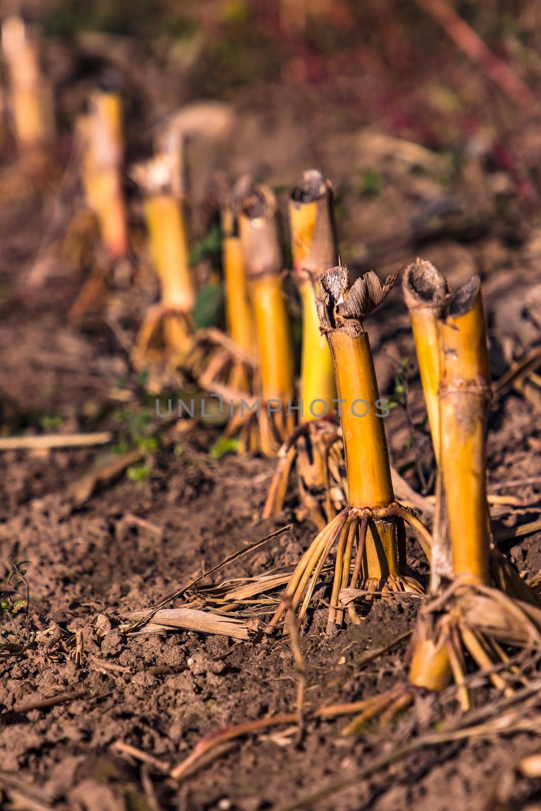 Cropped cut corn stalks after the autumn harvest in Hesse, Germany