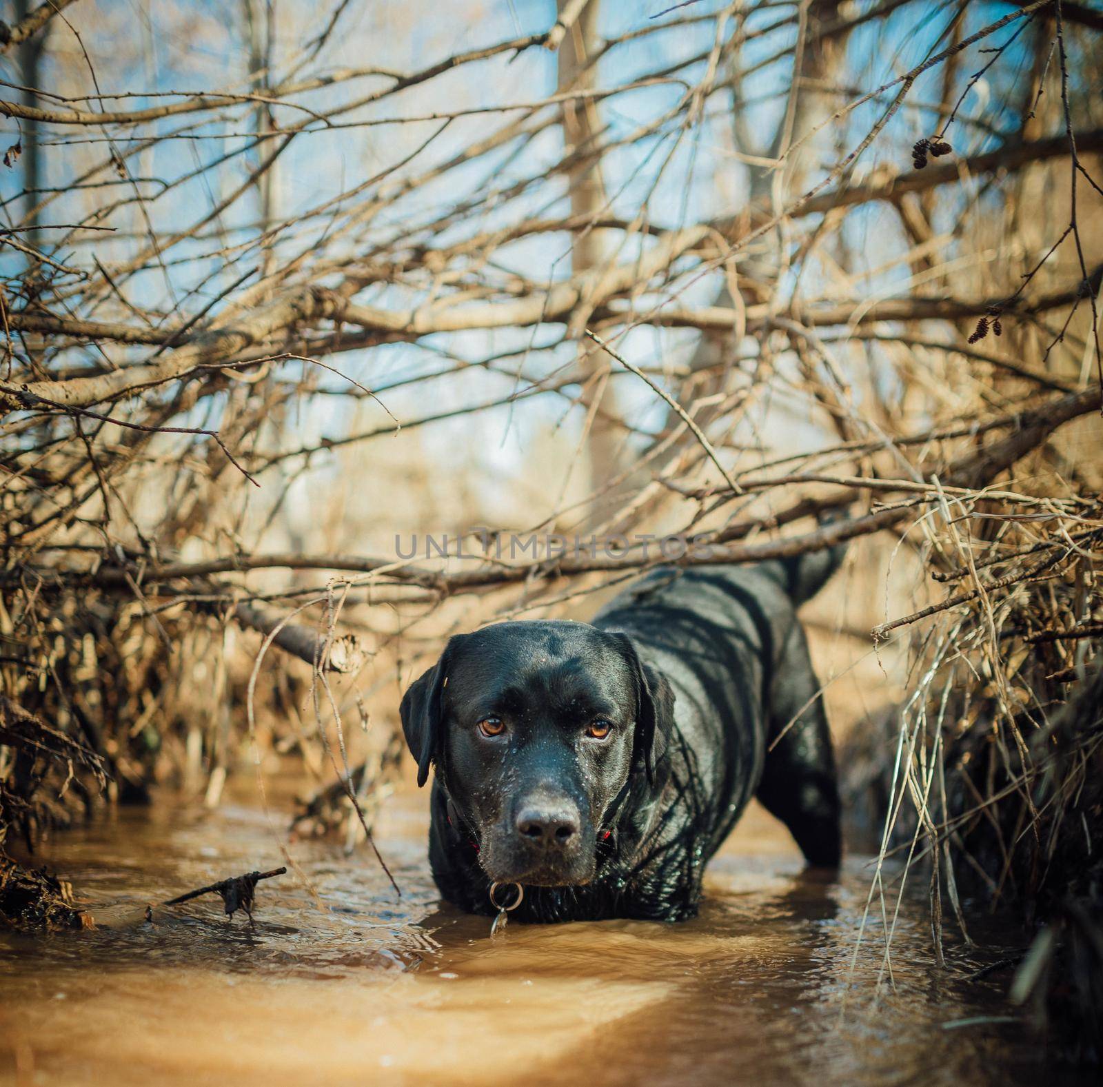 Black labrador retriever playing in a puddle of water, wet and muddy.