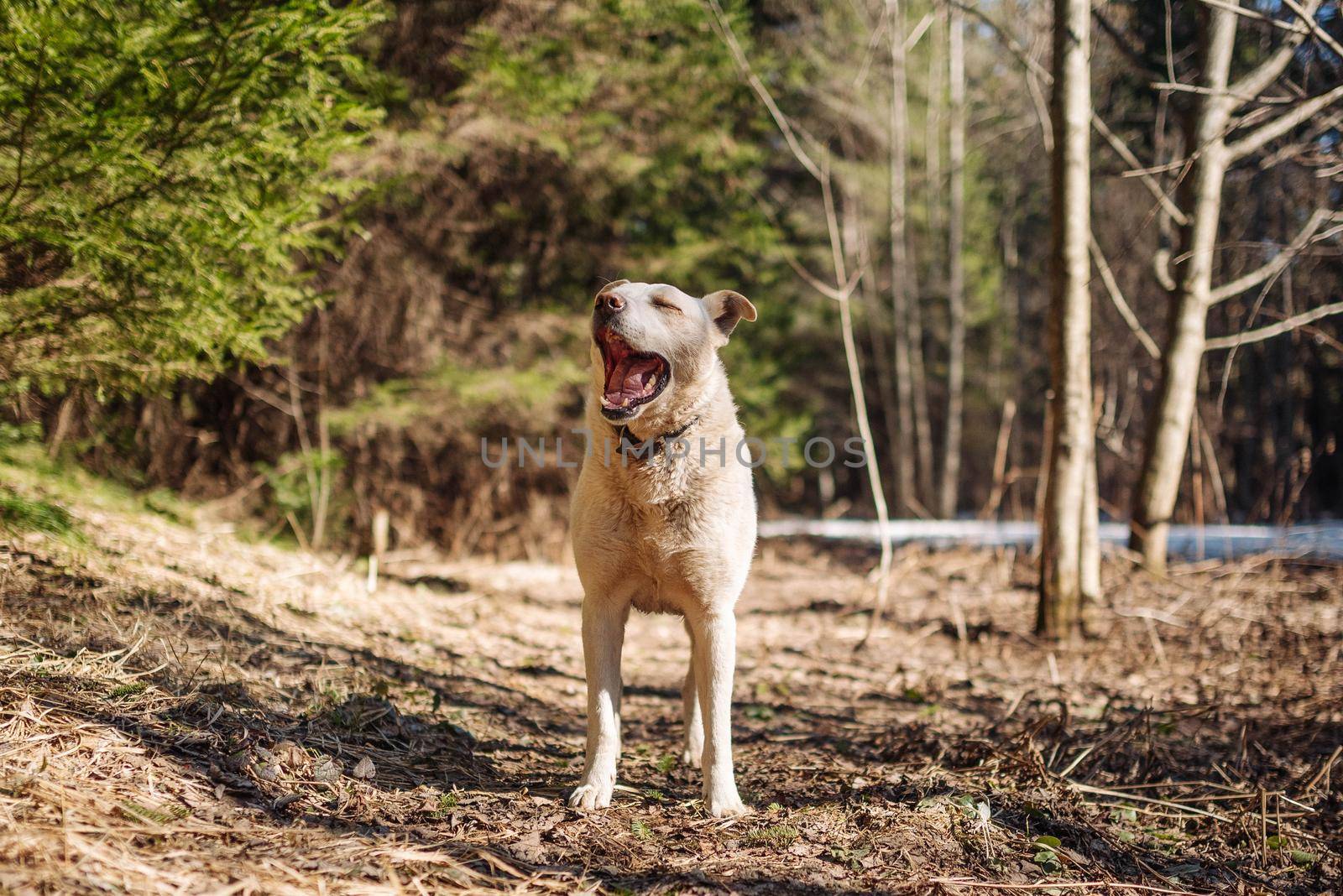 White labrador retriever dog on a walk. Dog in the nature. Senior dog behind grass and forest.