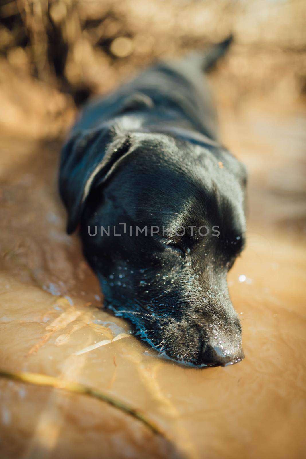 Black labrador retriever playing in a puddle of water, wet and muddy by Hitachin