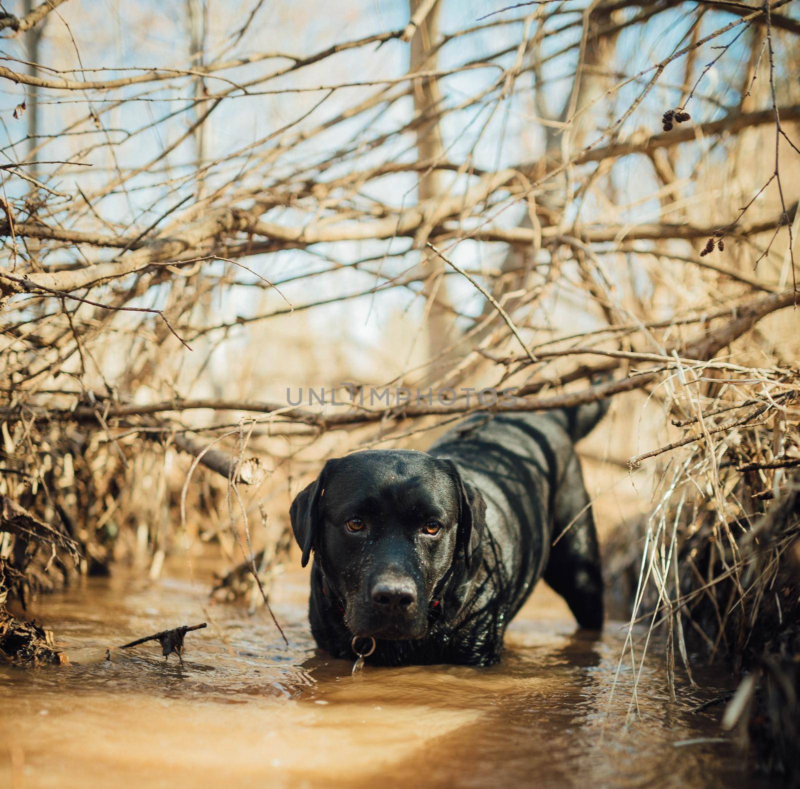 Black labrador retriever playing in a puddle of water, wet and muddy.