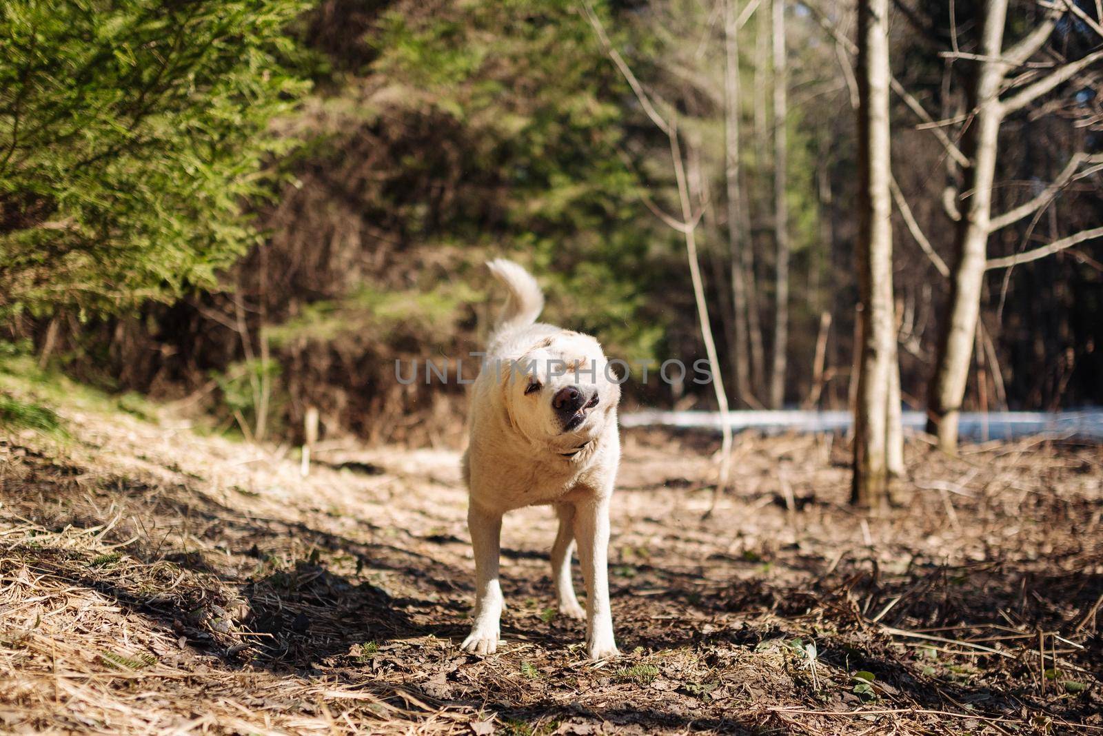 White labrador retriever dog on a walk. Dog in the nature. Senior dog behind grass and forest by Hitachin