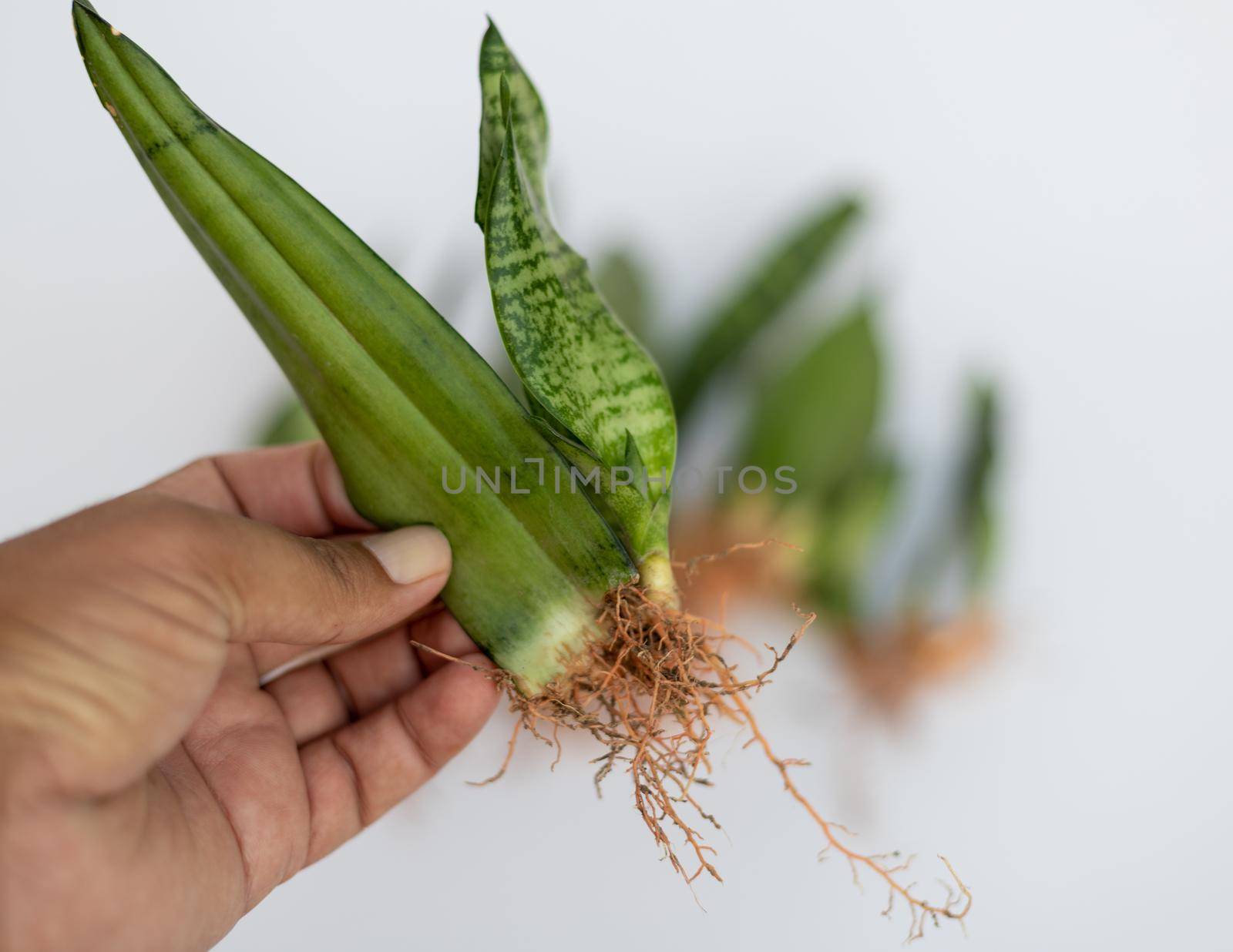 closeup view of a snake plant leaf with new pups and roots selective focus by Bilalphotos