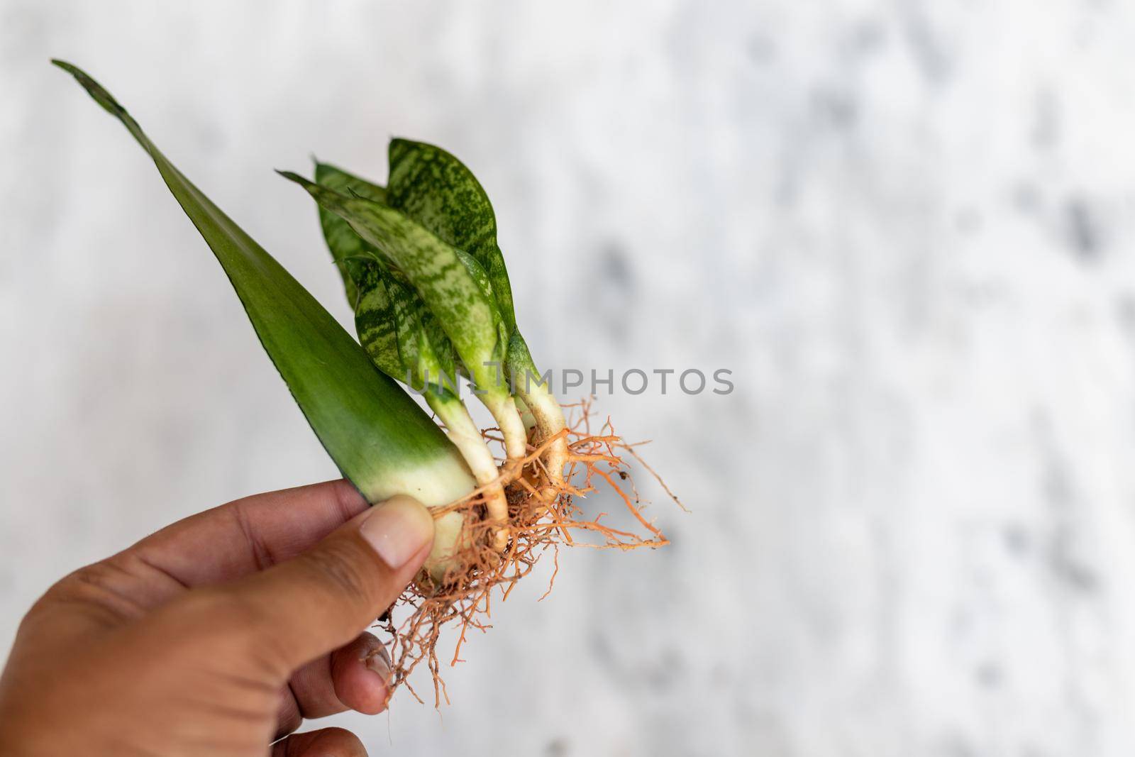 moonshine single leaf propagation result closeup view with selective focus by Bilalphotos