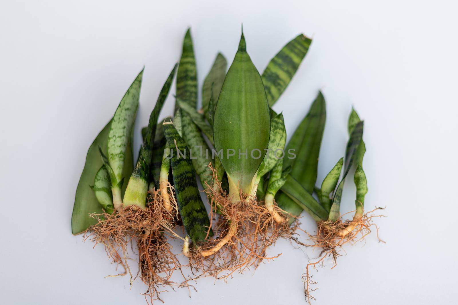 Snake plant propagation by leaf cuttings on isolated white background with selective focus by Bilalphotos