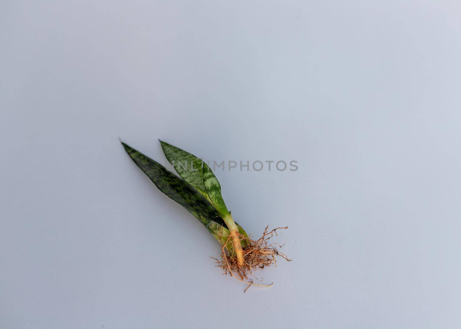 Snake plant propagation from cuttings on isolated white background