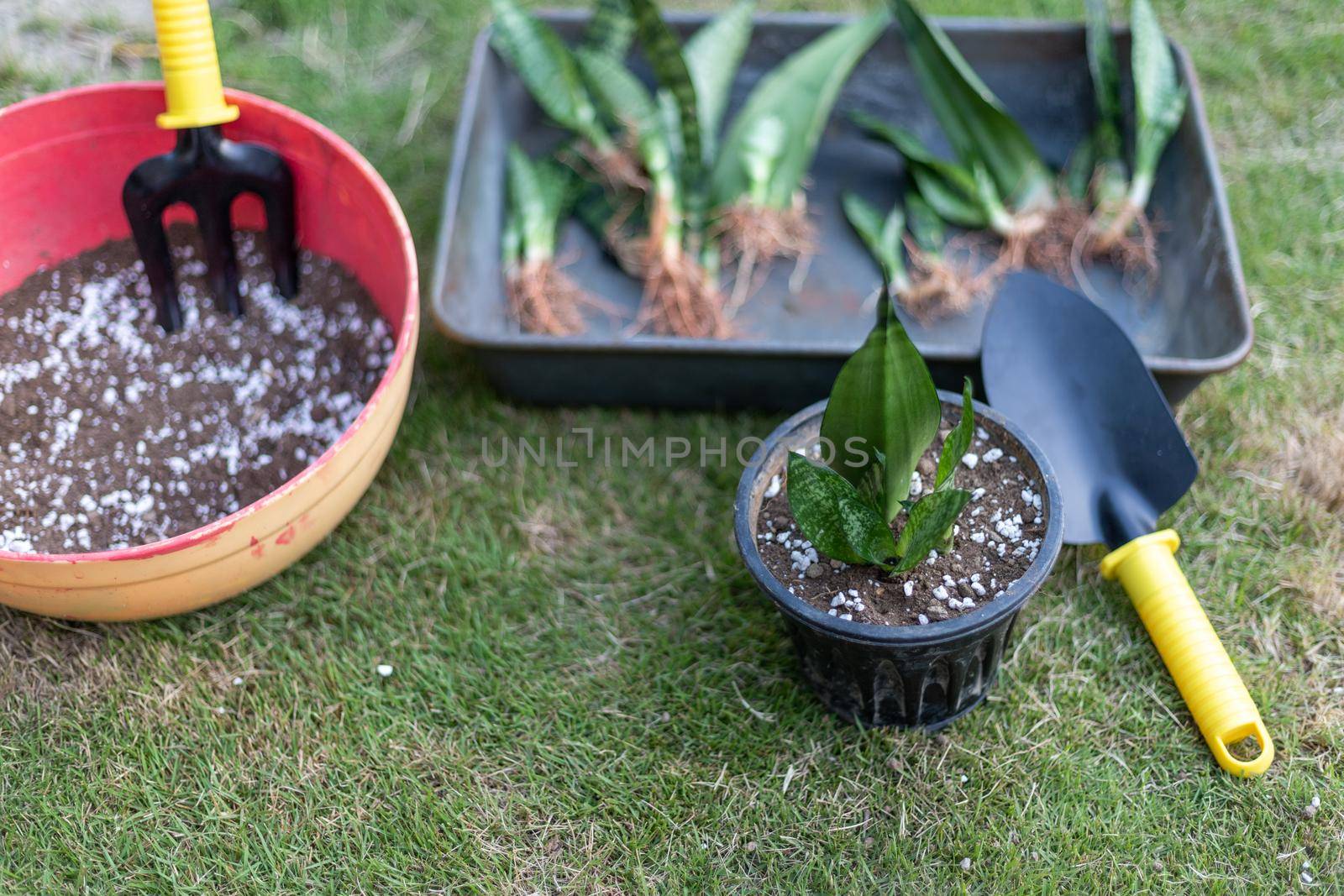 Transplanting snake plant grown from cuttings at home