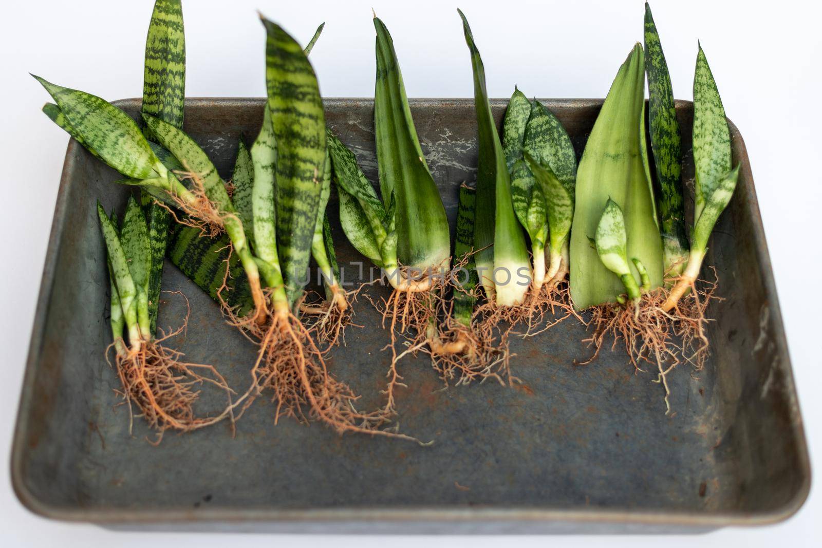 Snake plants growing from leaf cuttings laying in a tray bare roots plants