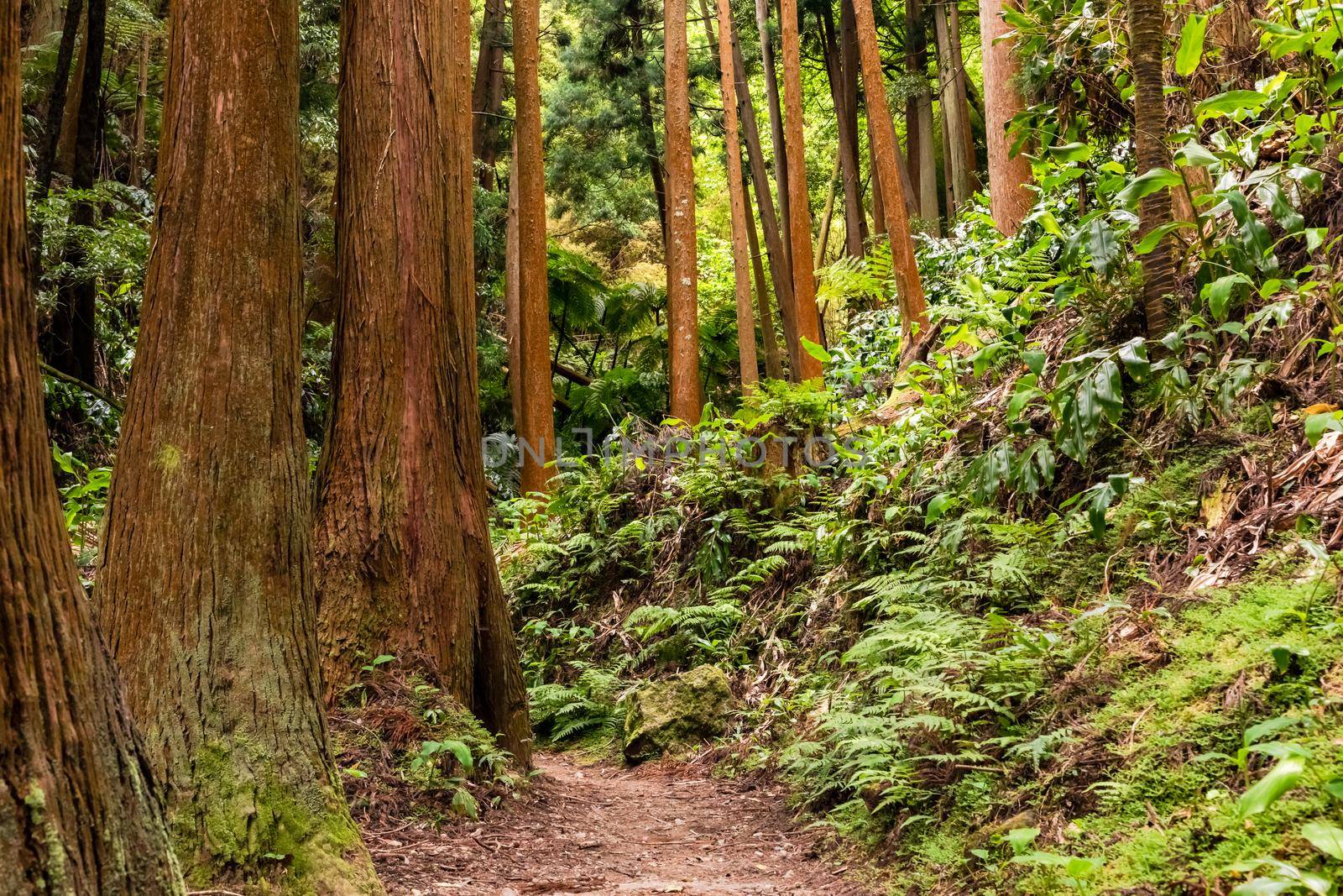 Lonely hiking trail to a waterfall on the Azores island of Sao Miguel