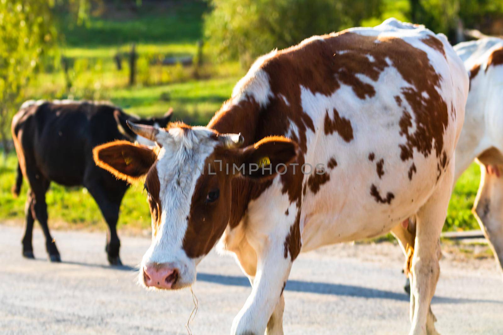 A cattle of cows crossing the street