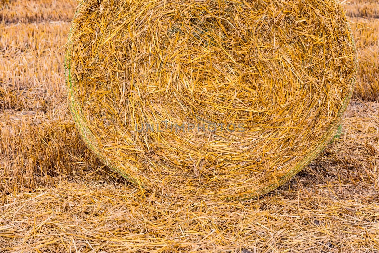 A bale of hay after harvest on the stubble field in summer