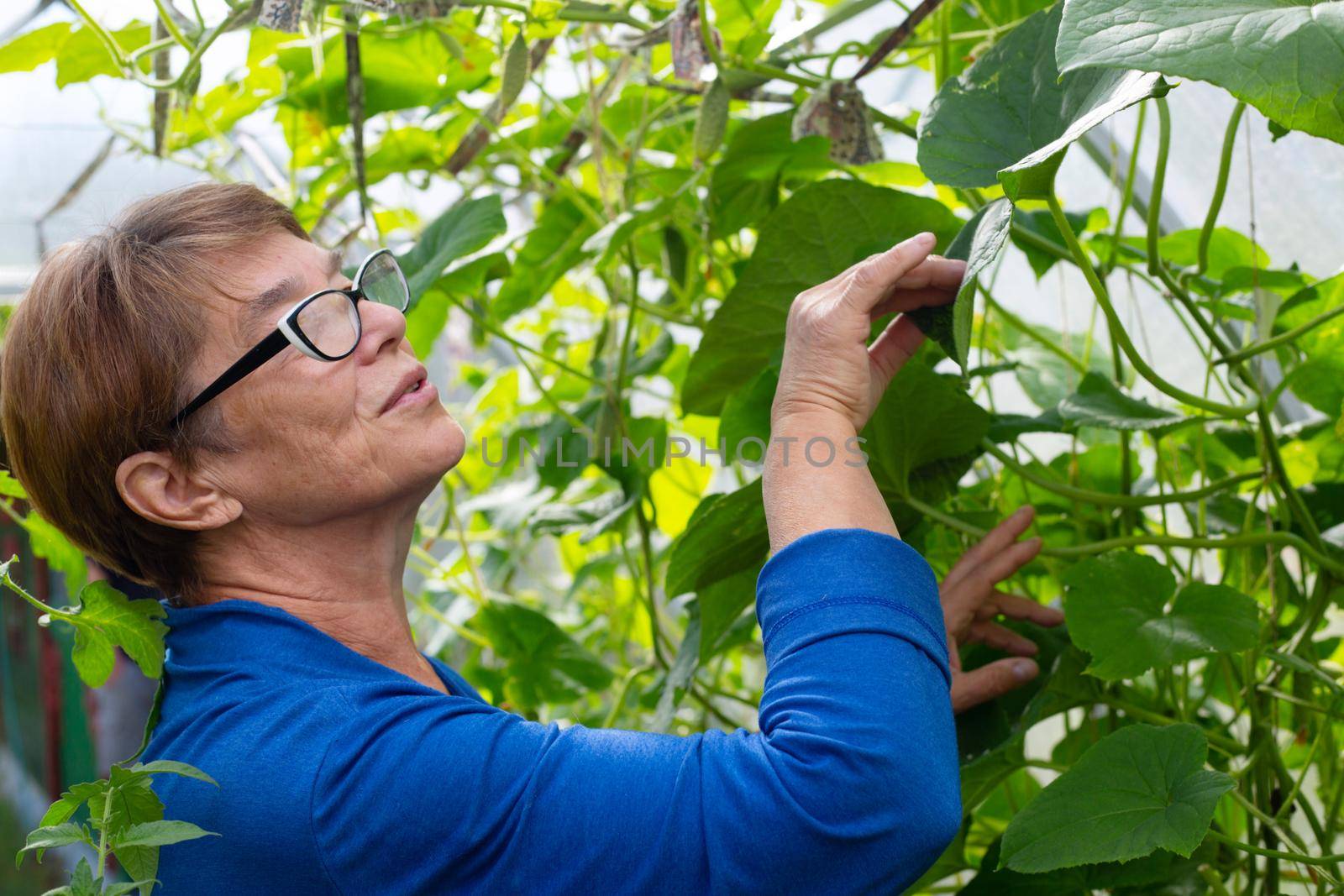 Mature woman gardener in greenhouse by destillat