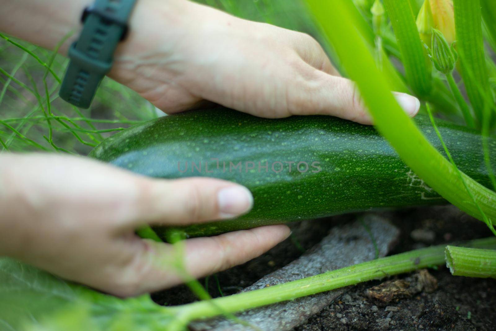 Farmer picking fresh zuccini from garden bed. Concept of agriculture, organic products, farming in the countryside. Close up