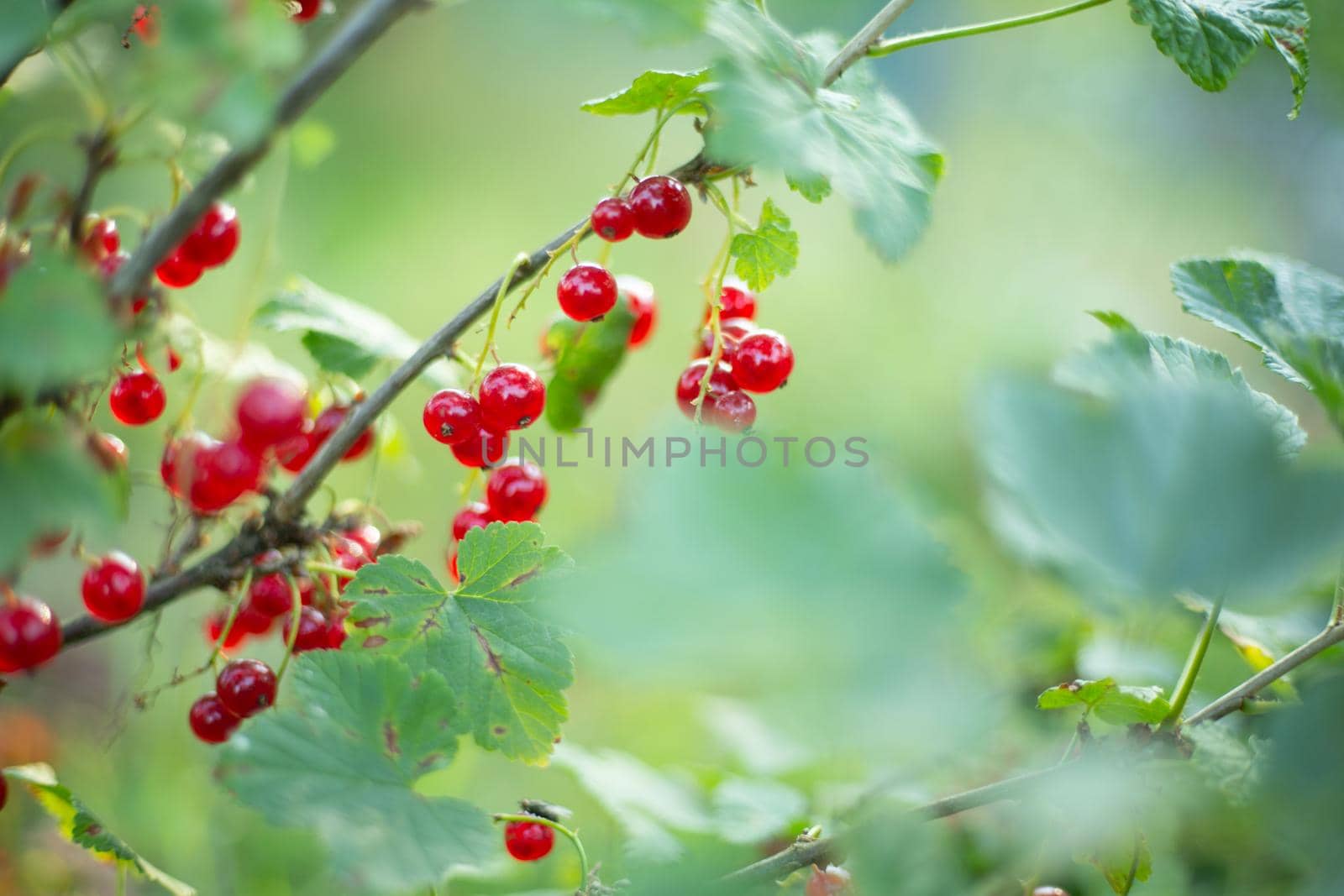 Ripe red currants hanging from bush ready for harvest close up