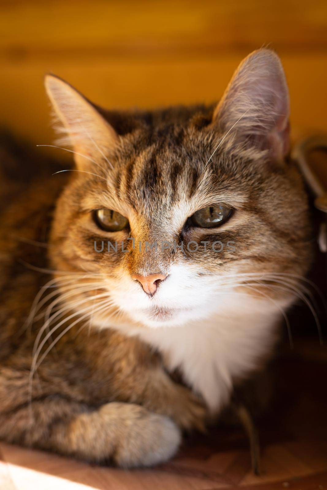 Old llying cat portrait in sunlight close up