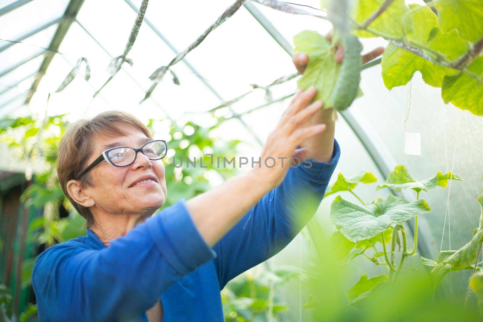 Happy smiling mature woman take care of cucumbers in greenhouse, farming, gardening, old age and people concept, harvesting hobby and leisure
