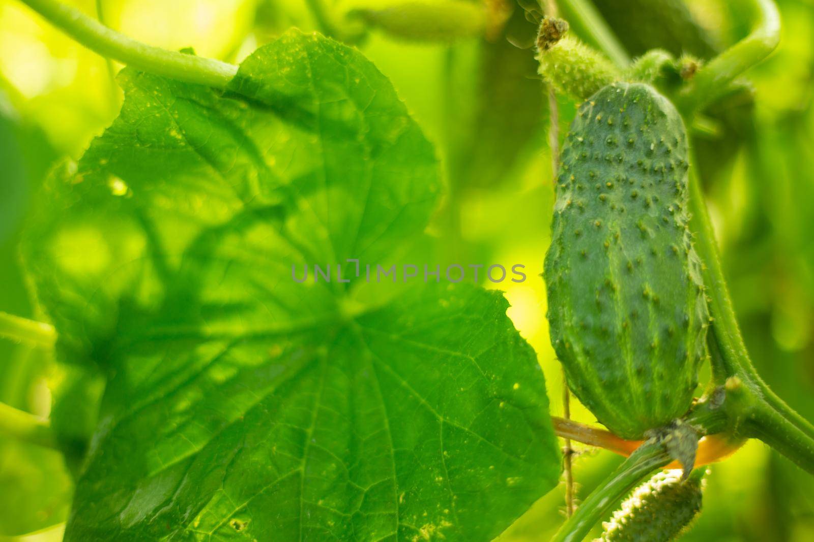 Beautiful natural background, growth of greenhouse cucumbers, gardening eco bio agriculture concept