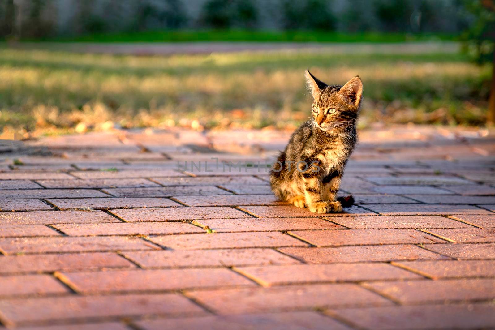 Small lonely kitten is sitting on path in park in the rays of the setting sun.