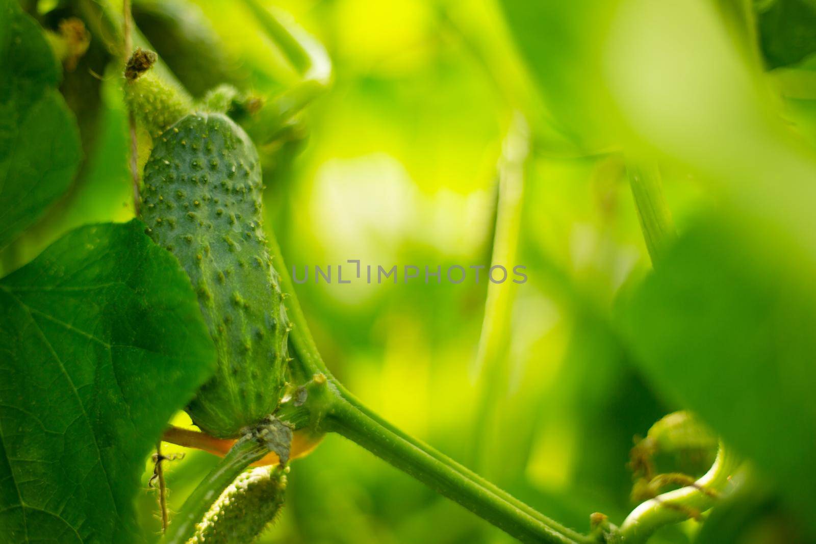 Beautiful natural background, growth of greenhouse cucumbers, gardening eco bio agriculture concept